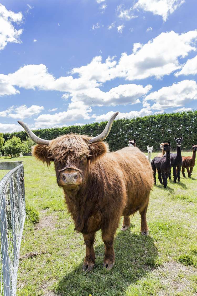 2601 Wards Road Darfield_23