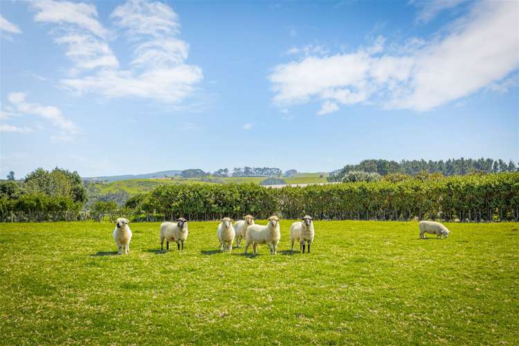 135c Hutchinson Road Helensville_38