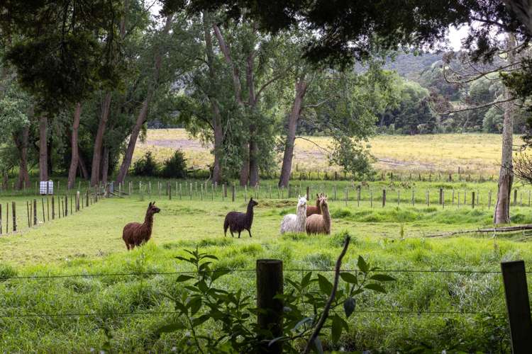 1174 Kahikatea Flat Road Waitoki_48