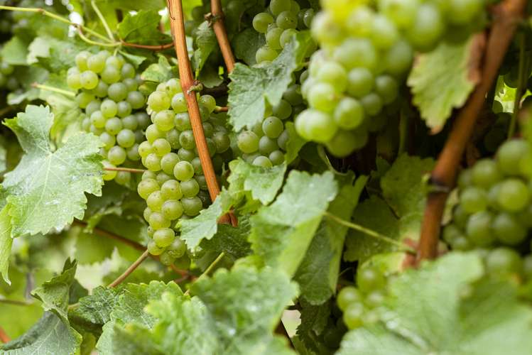 3 Fareham Lane Renwick_23