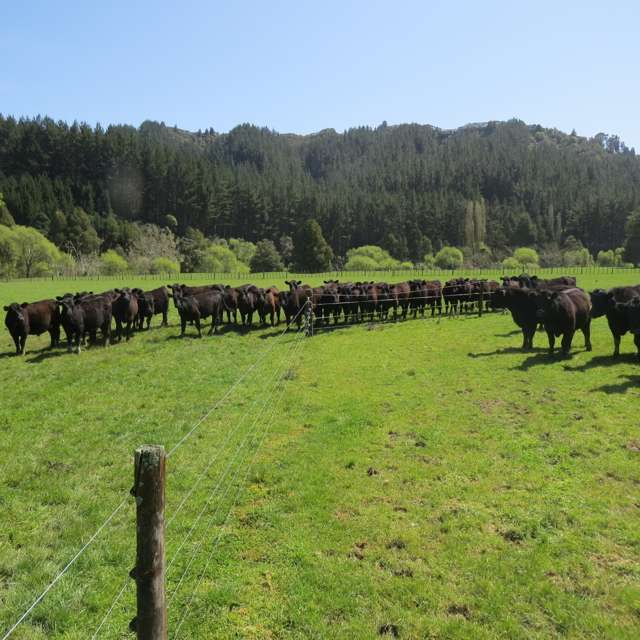 167 Whenuakura Road Waimiha-Ongarue_3