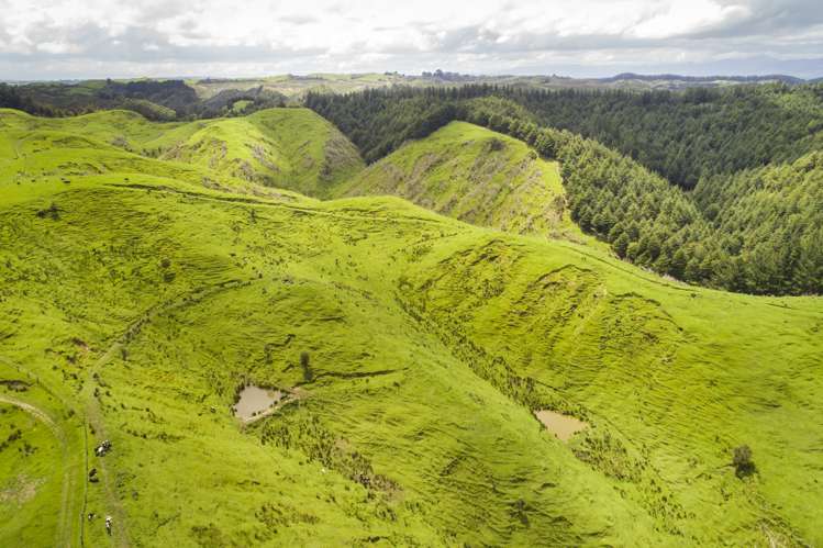 648 Finnis Road Pohangina_7