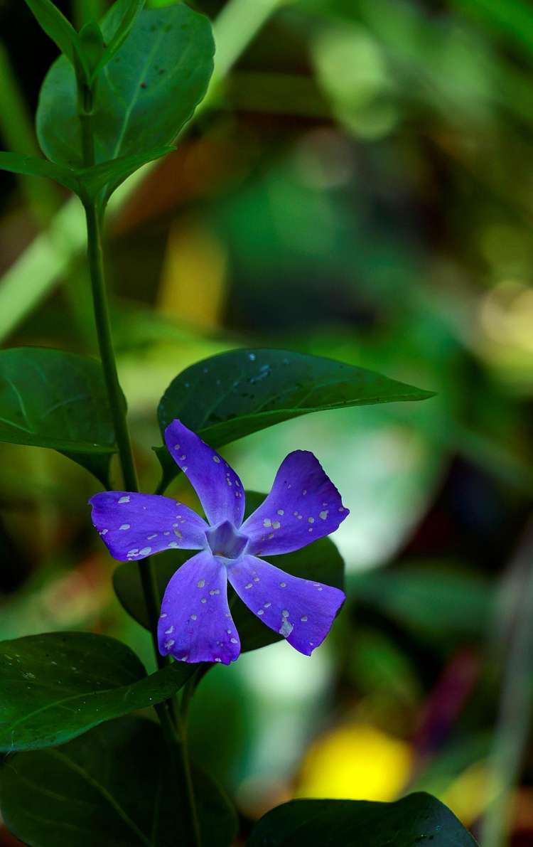 362 Wright Road Dairy Flat_13