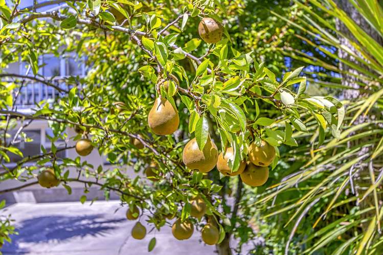 7 Roydvale Avenue Burnside_14