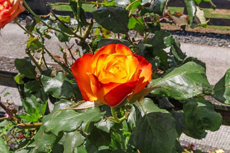 18 Clive Road Katikati_9