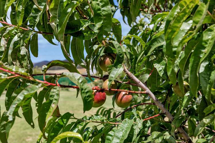 141 Adams Road Glenbervie_33