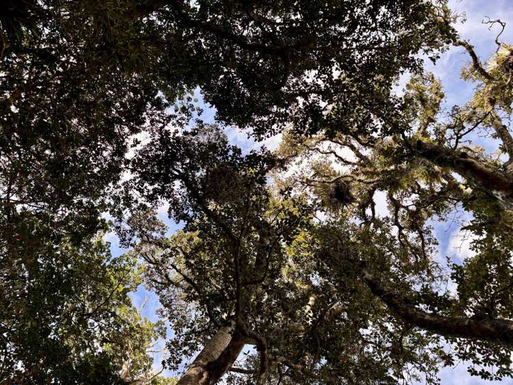 377 Waikaramu Road Waimate North_21