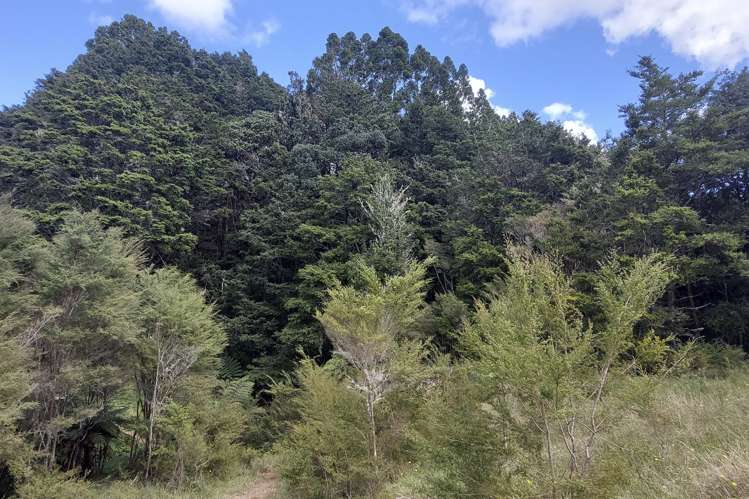 632 Marlow Road Maromaku_11