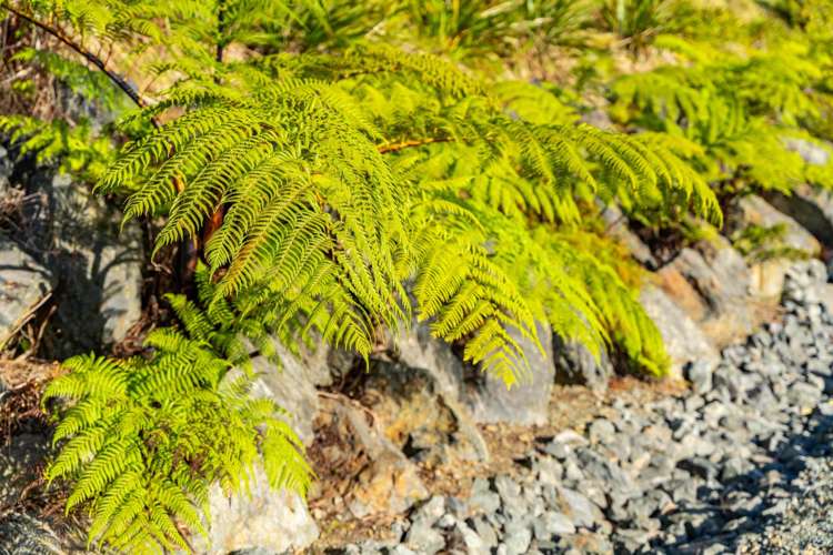 56 Darmah Lane Mangawhai_20