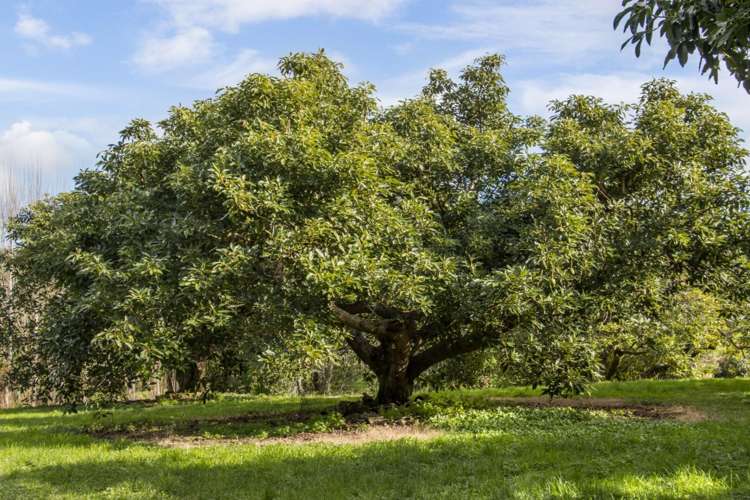 275 Athenree Road Katikati_17