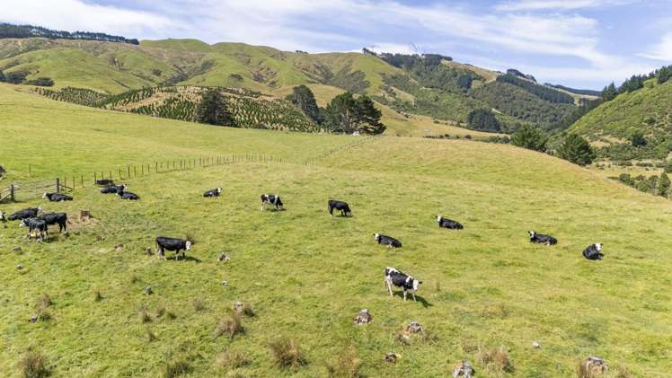 479 Kahuterawa Road Linton_14