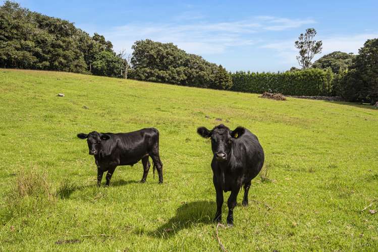 704a Ngunguru Road Glenbervie_13