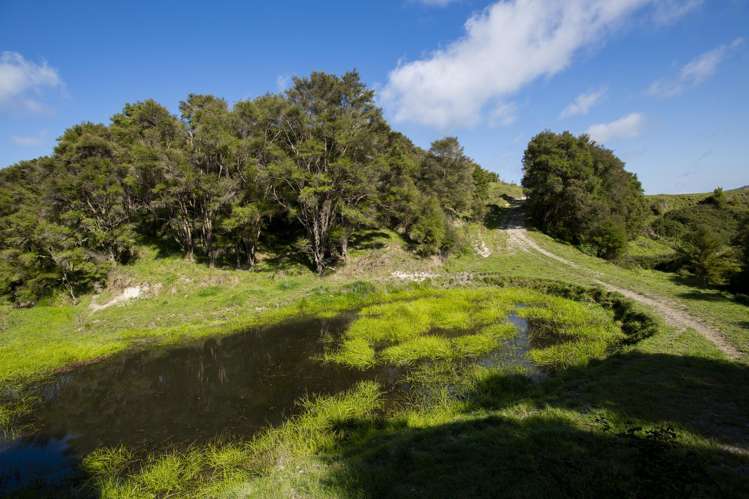 Waihua Valley Wairoa_18