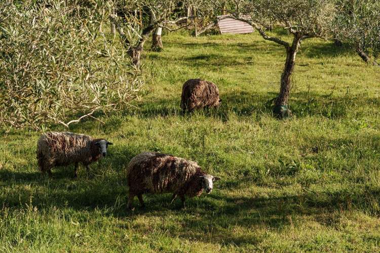 119 Shelley Road Whataupoko_24