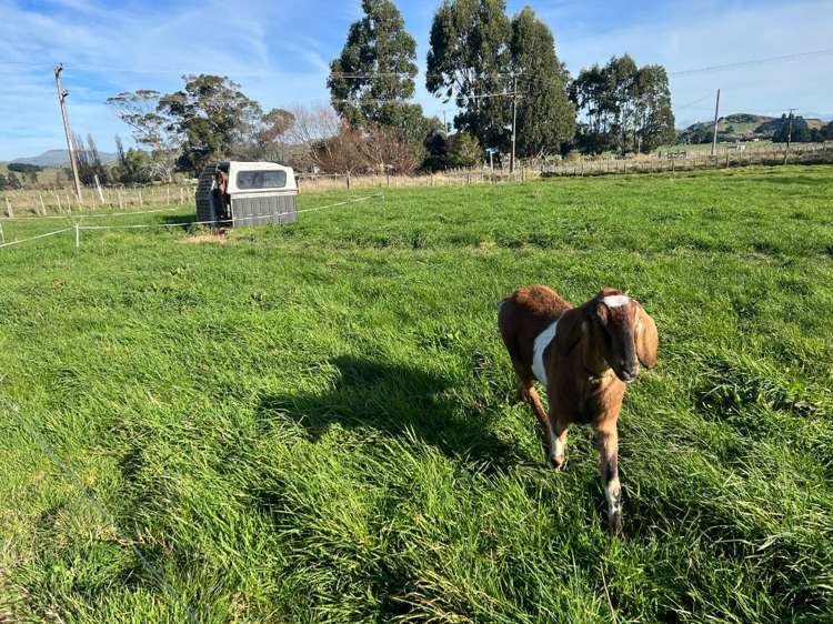 881 Cowper Road Dannevirke_12