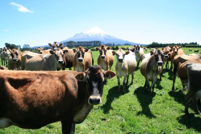 Well-presented, efficient 66.20ha dairy unit