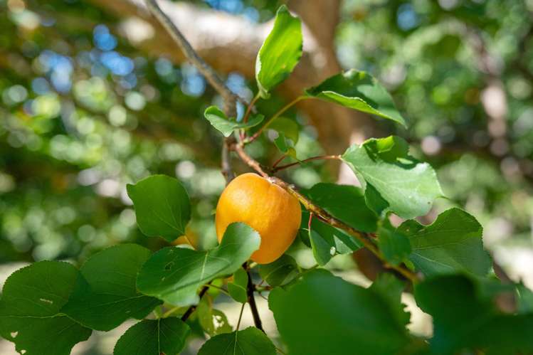 188 Ellerton Valhalla Road Kekerengu_52