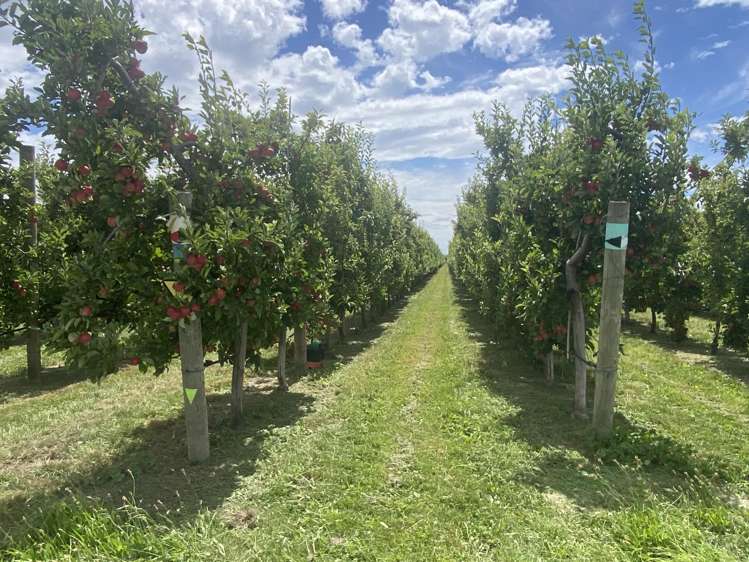 Rockit Orchard No.2 LP Hastings_15