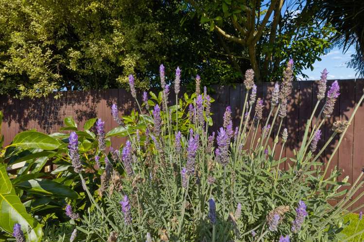 B/36 Bailey Street Huntly_17