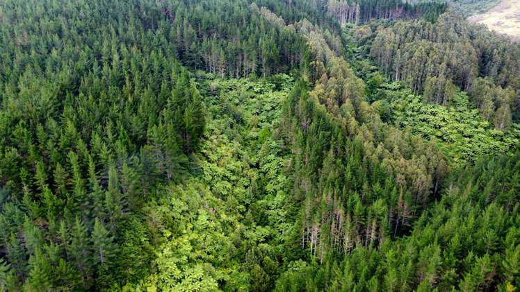 Waitete Road Waihi_8