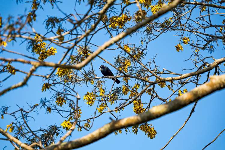 48 Poland Street Waikino_26