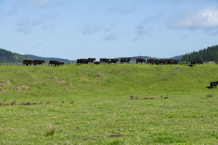 Waihua Valley Wairoa_9