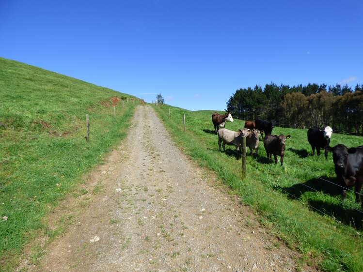 2229 State Highway 31, Kawhia Road Otorohanga_16