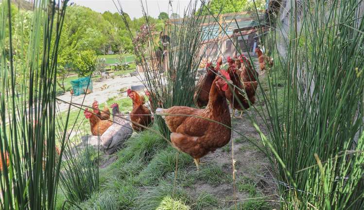 6 Hakarimata Road Ngaruawahia_49