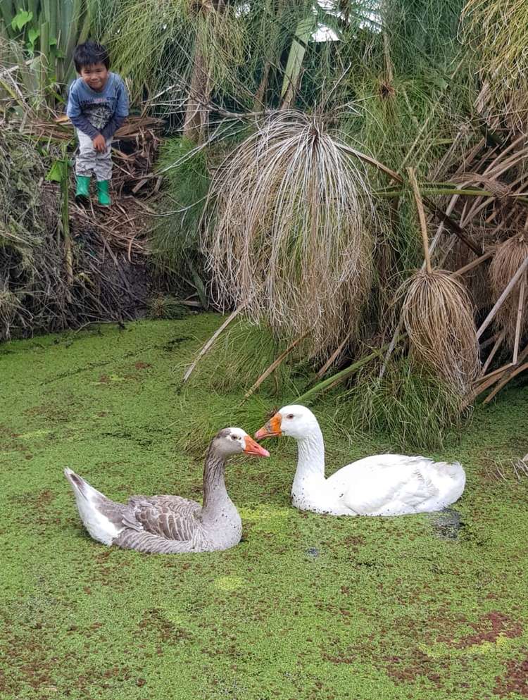 572a Pahi Road Paparoa_10