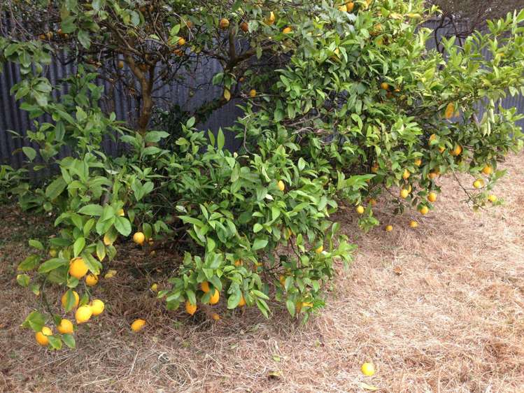 23b John F Kennedy Drive Milson_8