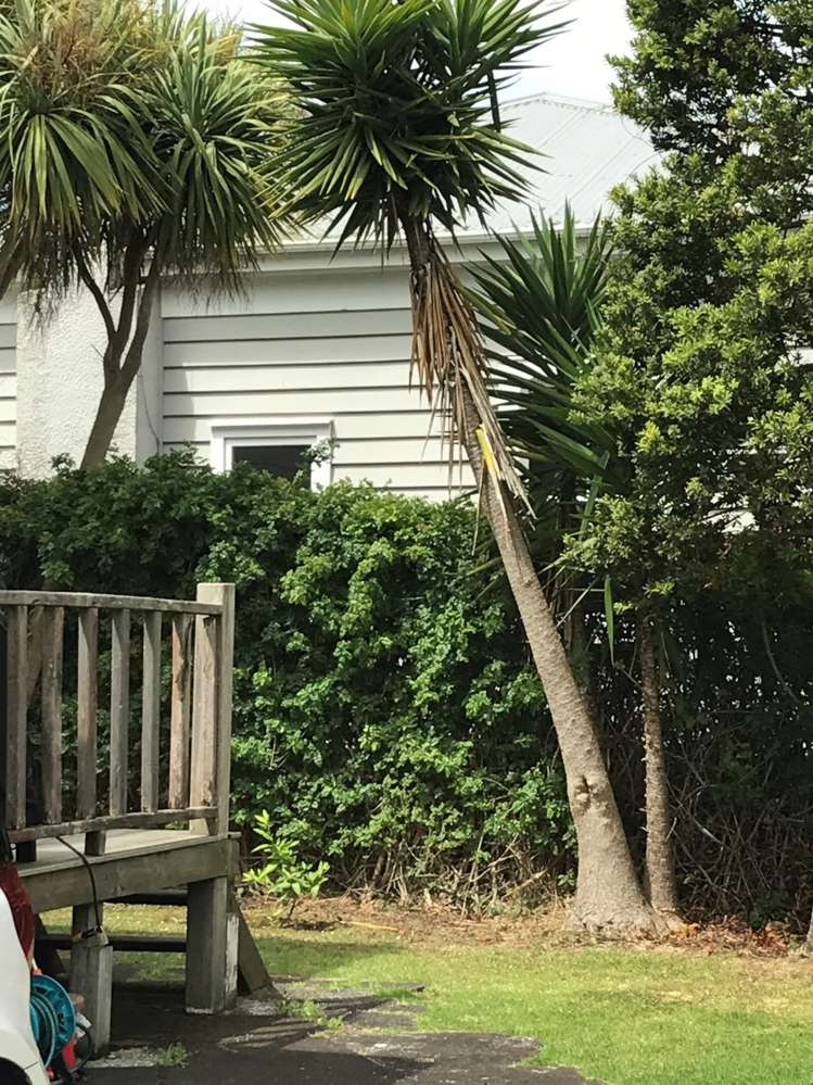 53a Grotto Street Onehunga_8