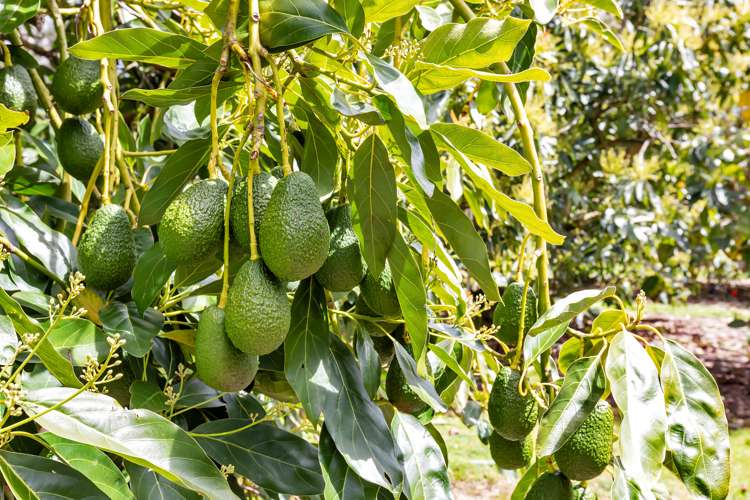 36 Elmsley Road Maungatapere_31