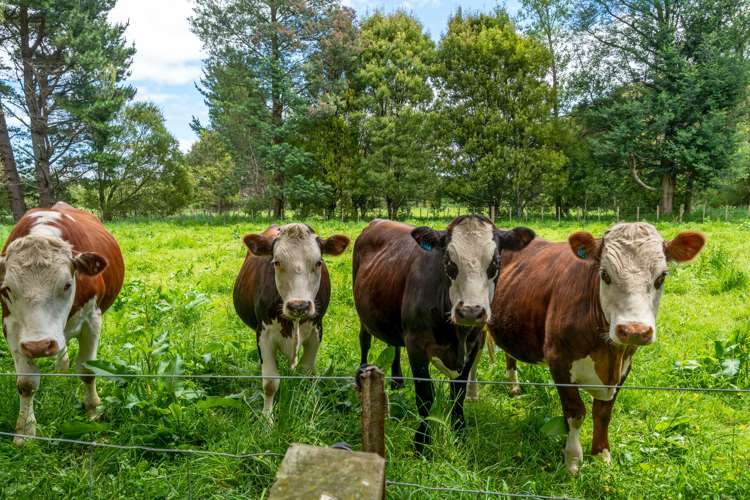 191 Upper Manaia Road Upper Plain_25