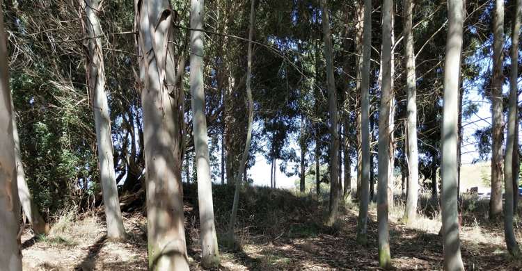 13 Edievale Road Tapanui_34