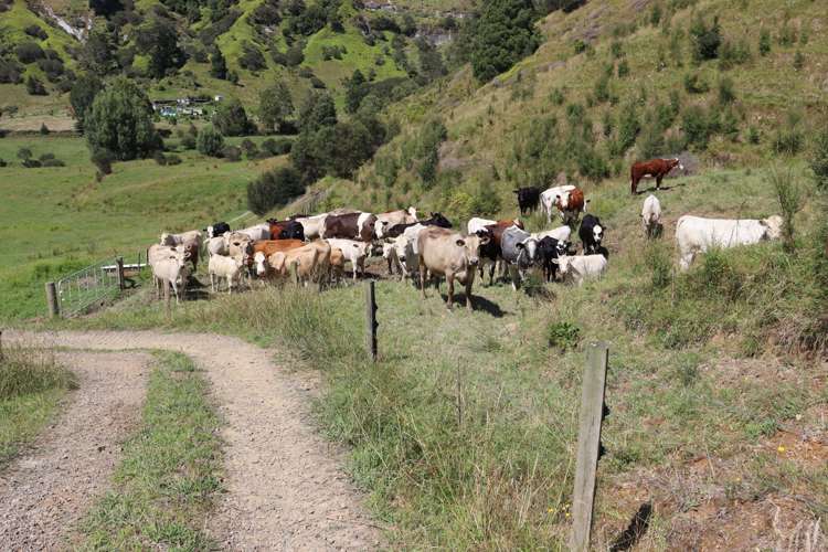 1 Waitaanga Road Ahititi_31