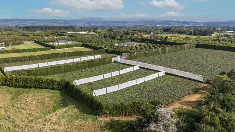 865B Oropi Road Oropi_4