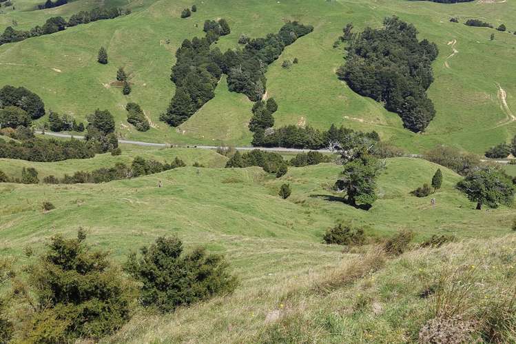 632 Marlow Road Maromaku_18