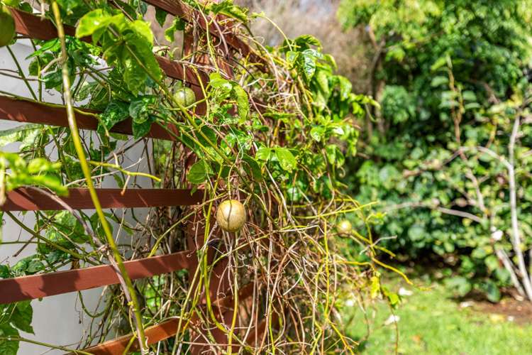 561 Settlement Road Kaiwaka_37