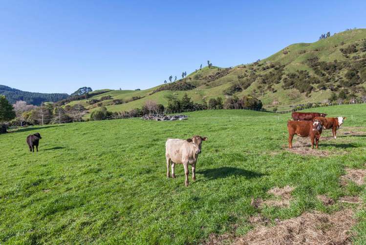 385 Wentworth Valley Road Whangamata_22