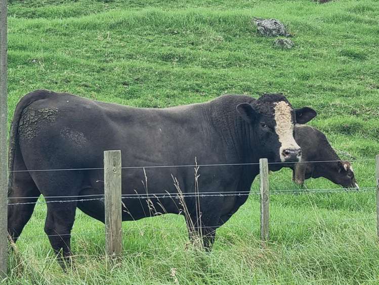 267 Ludbrook Road Pakaraka_7