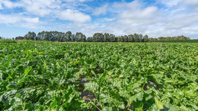 249 Plaskett Road Fernside_40