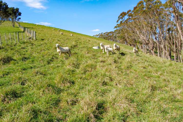 598A Oneriri Road Kaiwaka_8