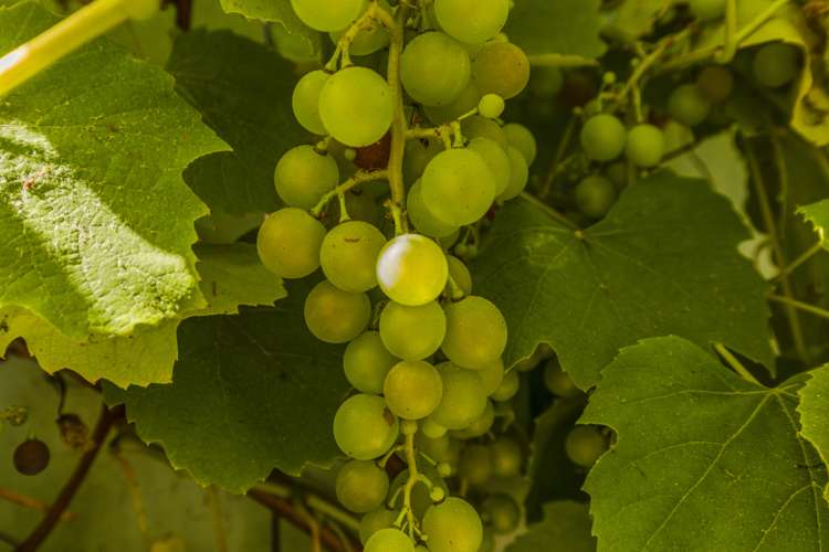 47 Blueberry Grove Timberlea_15