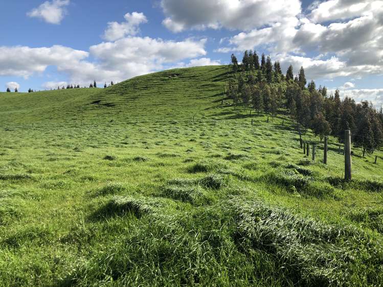 428 Whatauri Road Wharepapa South_20