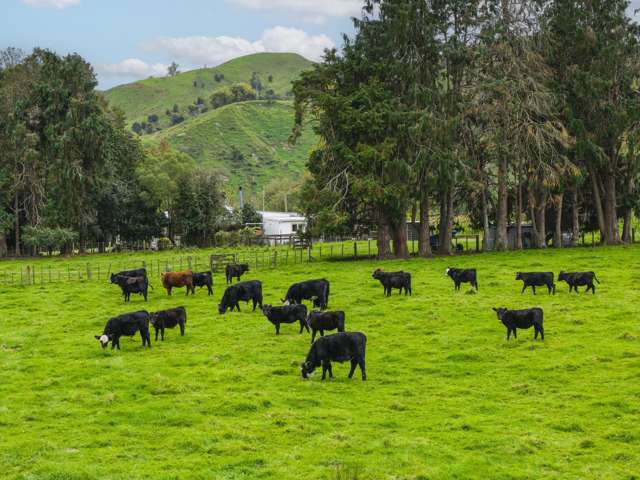 232 Kotare Road Ruakituri_1