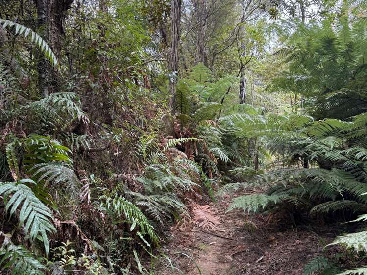 - Waioeka Pa Road Opotiki_10