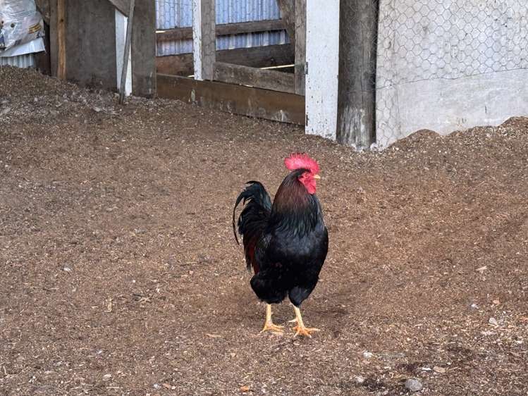 4478 State Highway 12 Dargaville_23