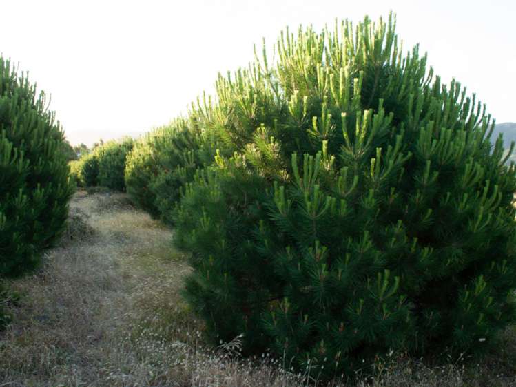 46 Edgewater Place Rarangi_10