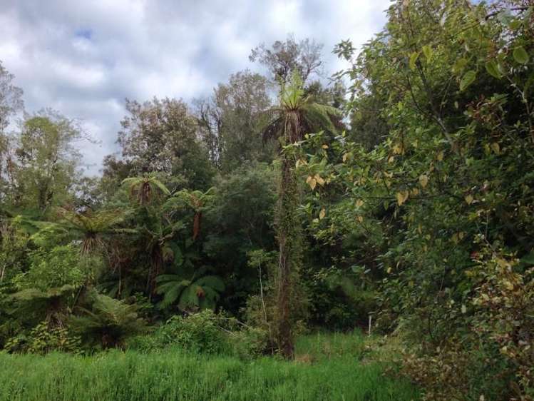 7 Punga Grove Lake Kaniere_16