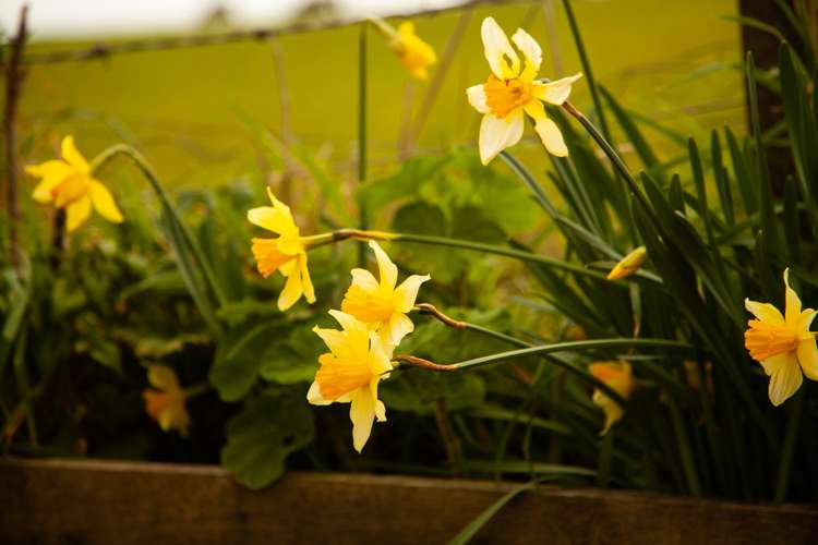 129 Ara-Kotinga Whitford_10